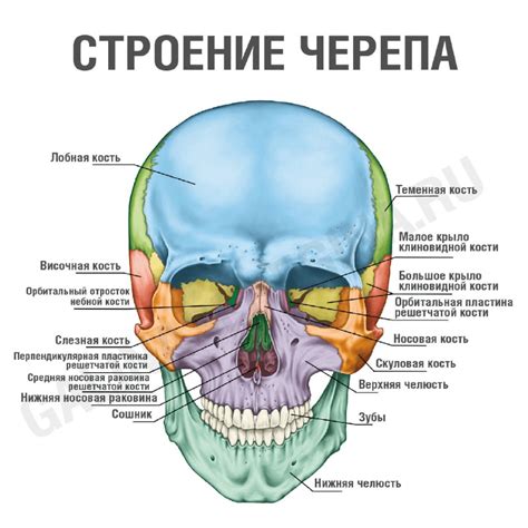 Анатомия и строение черепа человека: топографические。